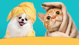 Pet Kingdom - Discount 20% for Pet Grooming